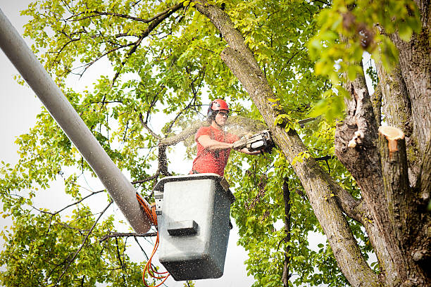 Dead Tree Removal in Ahuimanu, HI